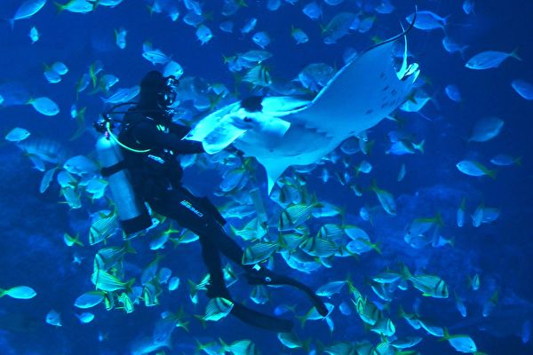神秘的海底世界奥妙无穷，总是让喜欢探索蓝色世界的人们惊奇连连，乐在其中，澳洲浮潜教练杰克·威尔顿（Jake Wilton）就见证了一个神奇的事件。示意图。图为一名工作人员喂食鬼蝠𫚉的画面。摄于新加坡圣淘沙的海洋馆 （S.E.A. Aquarium），2019年3月14日。(ROSLAN RAHMAN/AFP/Getty Images)。