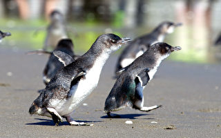 菲利普岛小企鹅需“防护衣” 维州机构吁公众帮助
