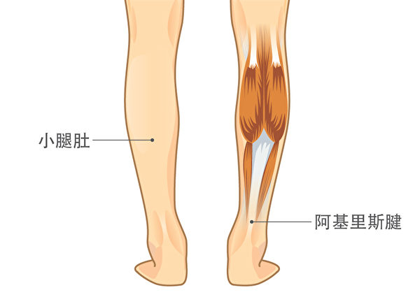 揉壓整個小腿肚與阿基里斯腱後，腳踝會變得非常柔韌，稍微絆到也不會跌倒。(Shutterstock)
