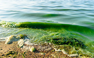 北美伊利湖暴發毒藻 科學家密切關注