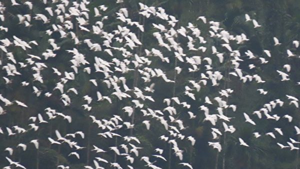 組圖：世界級景觀萬鷺朝鳳 黃頭鷺大遷徙