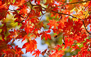 秋葉色彩斑斕 哪裡觀美景最佳？