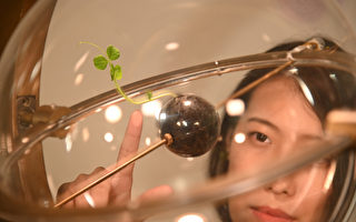 清华女生指挥植物长成艺术 登林兹电子艺术节