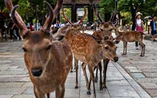 組圖：日本奈良鹿夏日神祕聚會 每天幾百隻