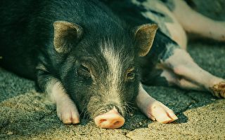 农业部紧急开会 商讨抵御非洲猪瘟登陆澳洲