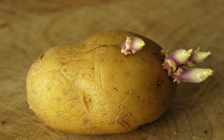 馬鈴薯發芽能吃嗎？哪些食物發芽後能吃、哪些更營養？(Shutterstock)