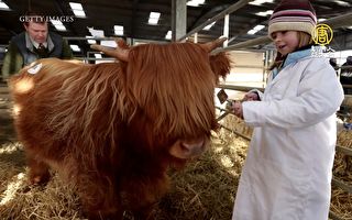 世界最萌牛 像絨毛娃娃的蘇格蘭高地牛