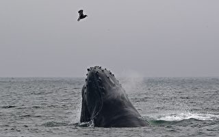 罕见画面：座头鲸吹出网状气泡 以捕捉猎物