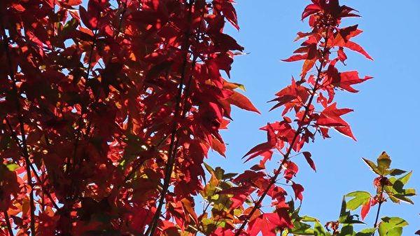 組圖：台阿里山見楓紅 攝影師分享自然美景