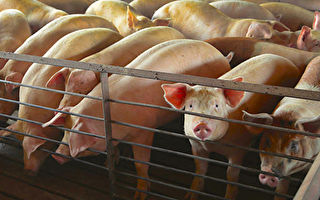 美豬出口量飆升 農業部擬了解中方購買數據