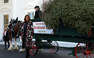 组图：美国第一夫人在白宫迎接圣诞树