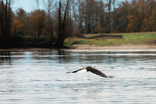 哈里森河的三文魚洄游，吸引了成千上萬的白頭鷹，成為世界之最。每年的10月下旬至1月初，Sandpiper Resort度假村，便成了得天獨厚的看鷹地點。（Danny Chan提供）