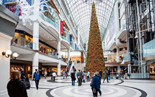 加拿大最高聖誕樹11月將在多倫多點亮