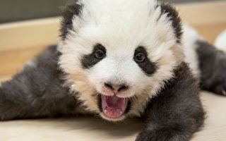 你见过熊猫幼崽打嗝吗？ 超有趣的
