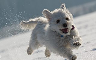 下雪天必看的冬季遛狗指南