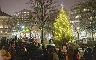 迎佳节 波士顿考布利圣诞树亮灯了