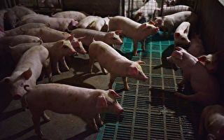 中共基因編輯打造「超級豬」 學界痛批