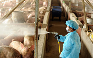 非洲猪瘟演习 科技协助防疫