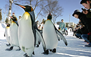 國王企鵝住在日本家庭裡 會自己到市場買魚