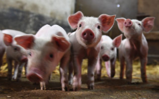 越賣越虧 中國20家豬企上半年預虧近160億