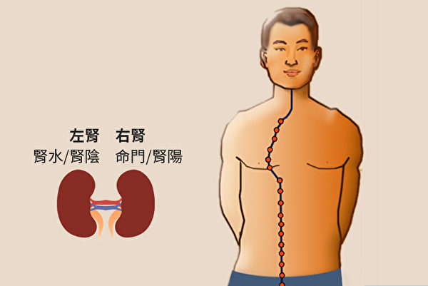 腎有兩個，中醫把左邊稱為腎，是指腎水，又稱為腎陰；右邊稱為命門，是指腎火，又稱為腎陽。（大紀元製圖）