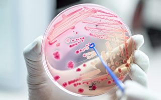 研究：細菌通過彼此聯繫躲避抗生素