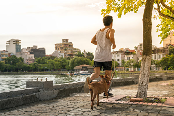 快走或遛狗30分鐘，有助於男性降低血糖和食慾，進一步減輕糖尿病風險。(Shutterstock)