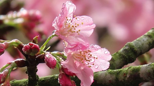 組圖：台阿里山區霧雨中的櫻花之美