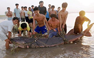 「中國淡水魚之王」長江白鱘被宣告滅絕