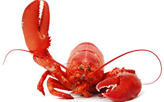 為什麼龍蝦在煮食後會變紅色？