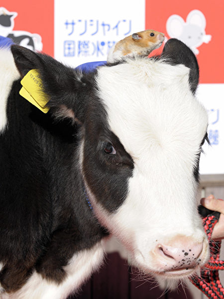 A calf and a hamster are displayed during a ceremony held to mark the passage from the Chinese "Year of Rat" to the "Year of Ox" at the Sunshine International Aquarium in Tokyo on December 26, 2008. AFP PHOTO / TOSHIFUMI KITAMURA (Photo credit should read TOSHIFUMI KITAMURA/AFP via Getty Images)