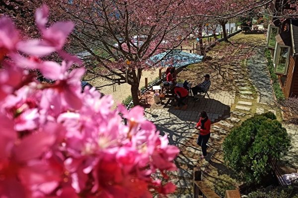 拉拉山樱花之美 台摄影师：赏樱的世外桃源