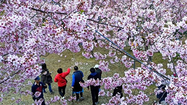 拉拉山樱花之美 台摄影师：赏樱的世外桃源