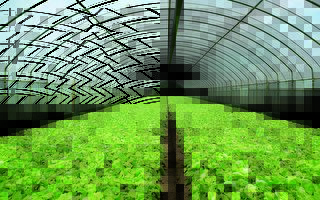 延后开学  桃园推出有机蔬菜箱认购协助小农