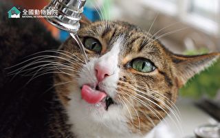 5个小技巧  让猫咪愿意主动喝水