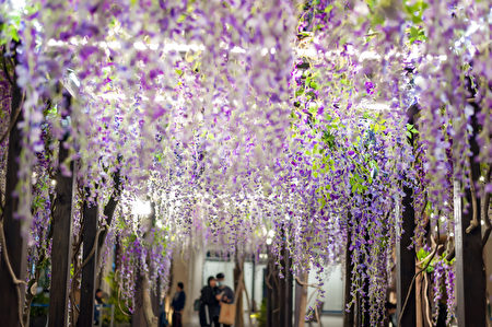 MITSUI OUTLET PARK林口即日起推出春季限定的“紫藤花海秘境”,民众来到“紫藤花廊”可以欣赏花穗如瀑布倾泄而下的紫藤花美景。