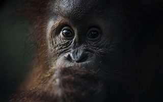 误以为人类受困 印尼善心红毛猩猩伸手搭救