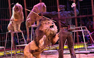 俄馬戲團三隻雄獅演出時互鬥 嚇跑觀眾