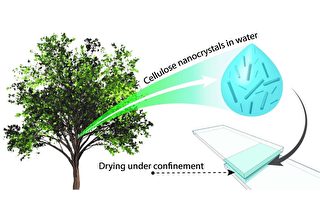 科学家发现源自于植物的超级生态胶水