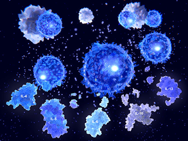 免疫系統反應過度，又叫做「細胞因子風暴」，可能造成新型冠狀病毒感染後很快死亡。(Shutterstock)
