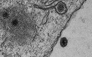 科学家发现新病毒基因组 含百分百未知基因