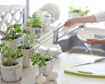 美化廚房窗台 9種生命力旺盛的室內盆栽