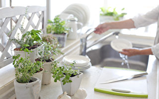 美化厨房窗台 9种生命力旺盛的室内盆栽
