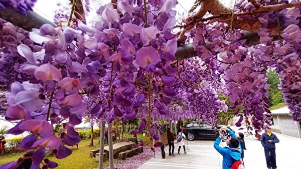 台湾阿里山花季 紫藤花、樱花及九重葛争艳