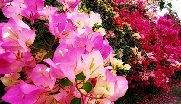 台湾阿里山花季 紫藤花、樱花及九重葛争艳