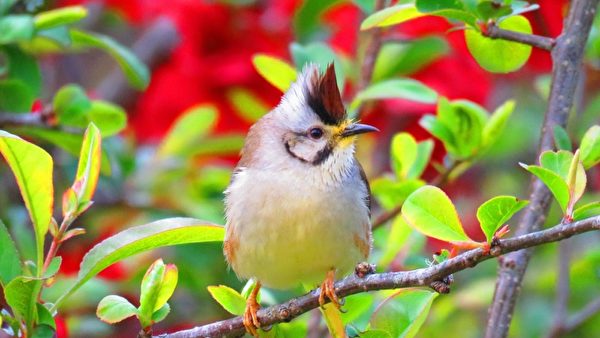 台湾浪漫阿里山樱花季 摄影师带你赏樱观鸟