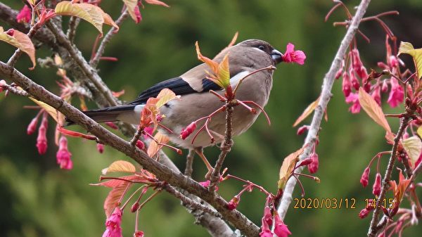 台湾浪漫阿里山樱花季 摄影师带你赏樱观鸟