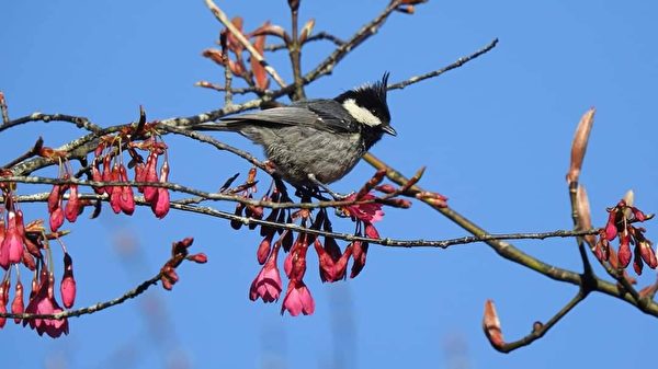 台灣浪漫阿里山櫻花季 攝影師帶你賞櫻觀鳥