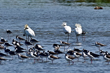 新竹「香山濕地」常吸引季節性候鳥暫棲覓食，是北台灣知名的賞鳥勝地。