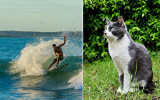 猫咪怕水？夏威夷小猫会游泳、冲浪 网：超帅